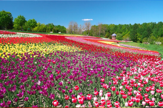 大自然に囲まれてダイナミックな写真が撮れる【滝野すずらん丘陵公園】