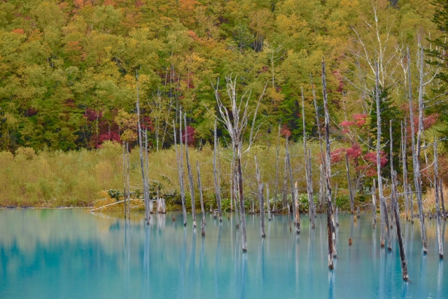空気が澄んでいる秋こそ美瑛町の【青い池】を見にいこう！