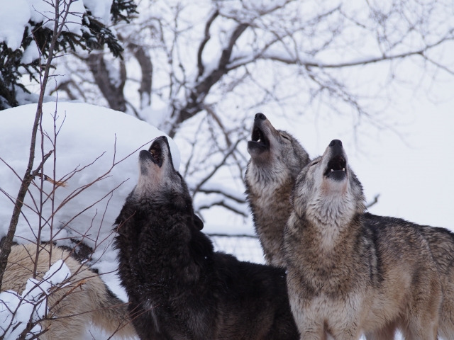 旭川に来たら外せない！【旭川市旭山動物園】