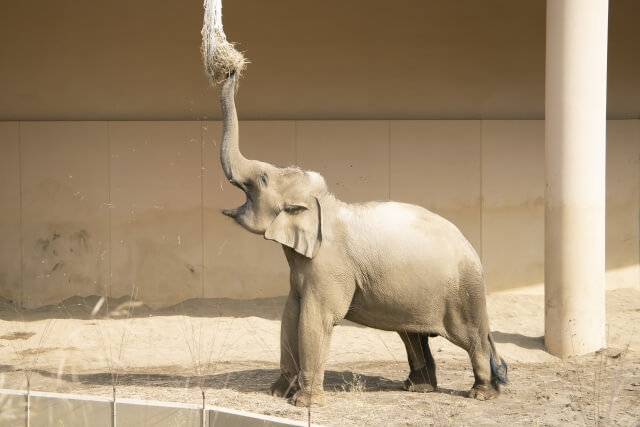 寒い地域の動物たちがイキイキ！円山動物園