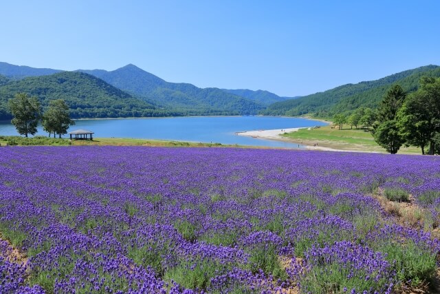 富良野でフォトウェディングを挙げるなら！人気スポット